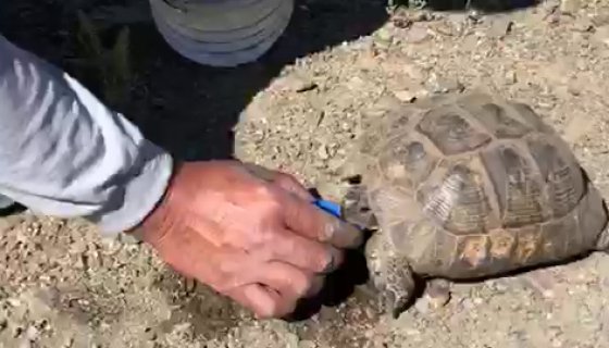 Kaplumbağaya Elleriyle Su İçirdi, Yaşama Döndürdü