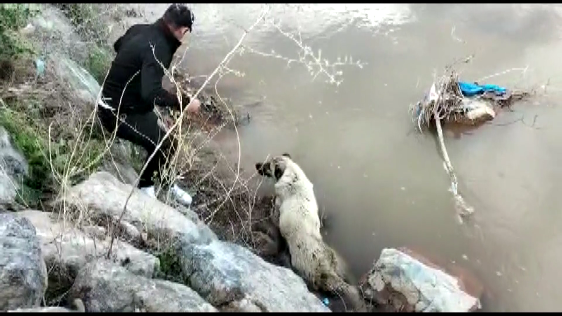 Dereye düşen köpeğin yardıma çevrede ki vatandaş ve belediye ekipleri yetişti