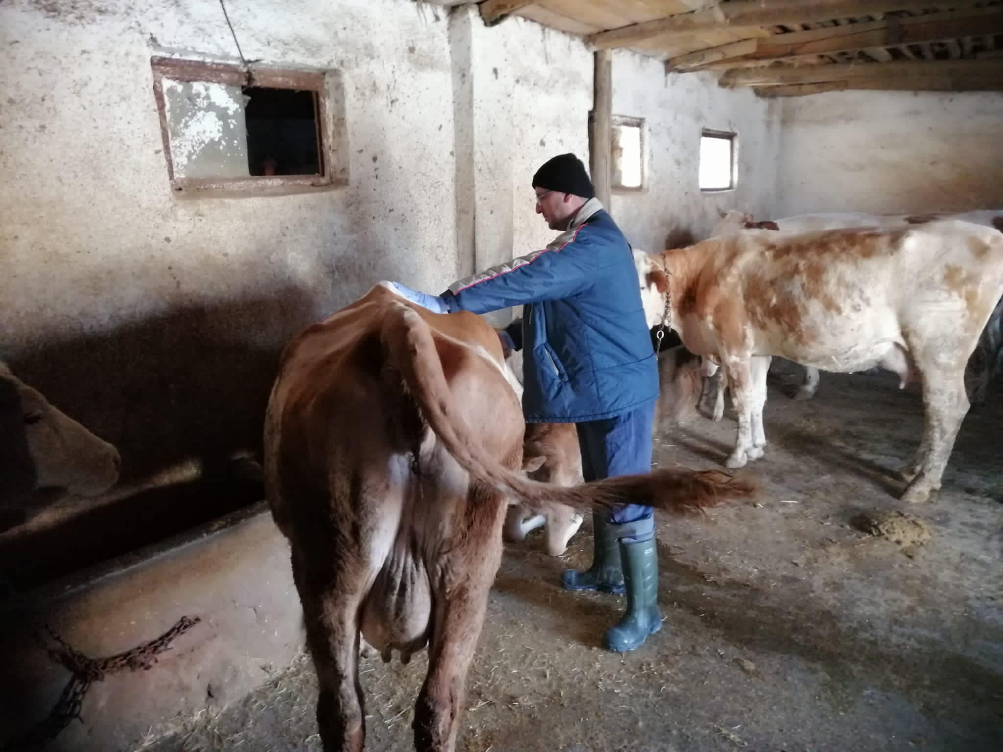 Erzincan’da şap aşılama çalışmaları sürüyor
