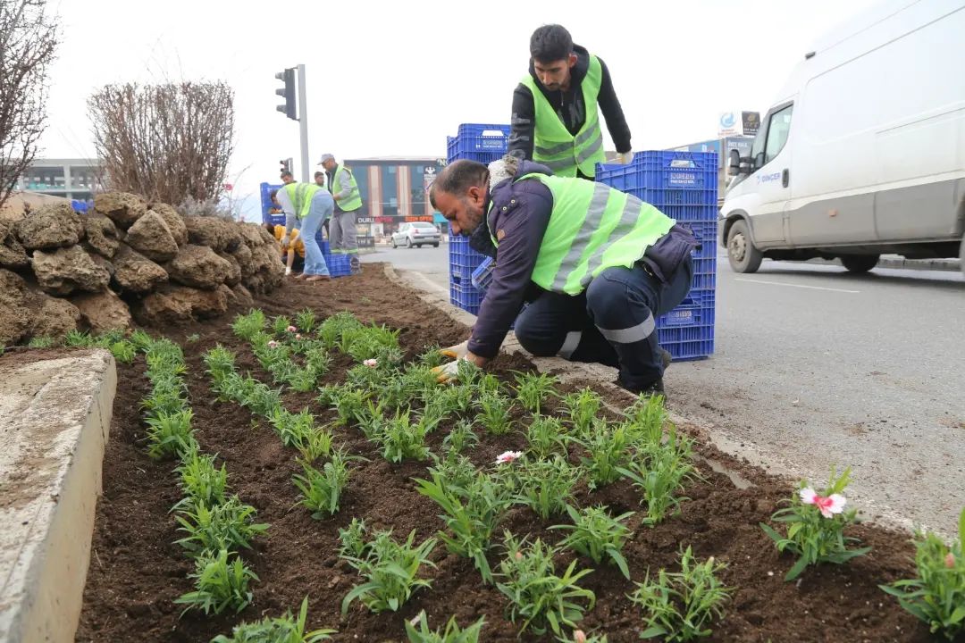 Erzincan’da bu yıl 1 Milyon Çiçek toprakla buluşacak