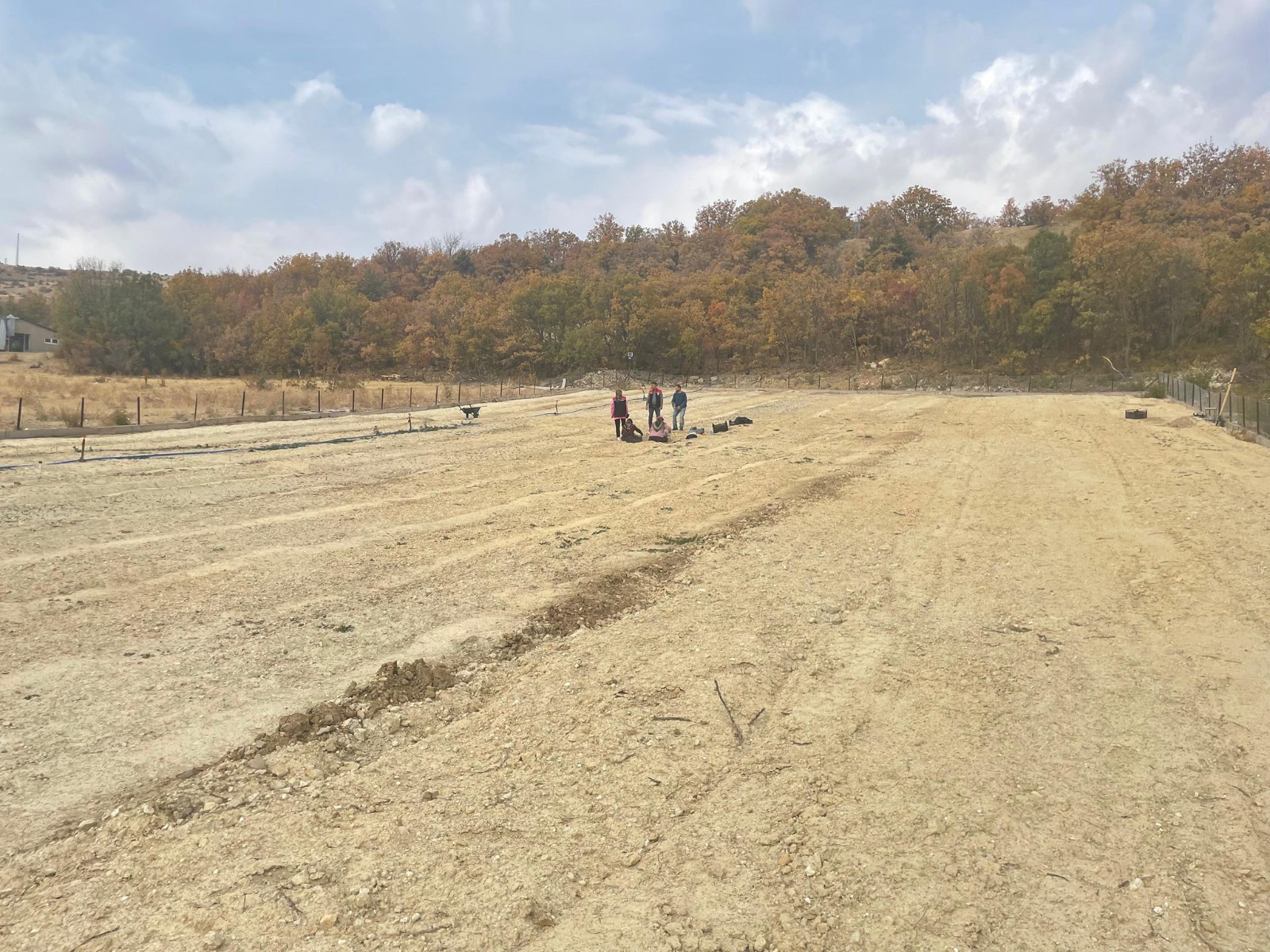 Kemaliye’de salep üretimi başladı