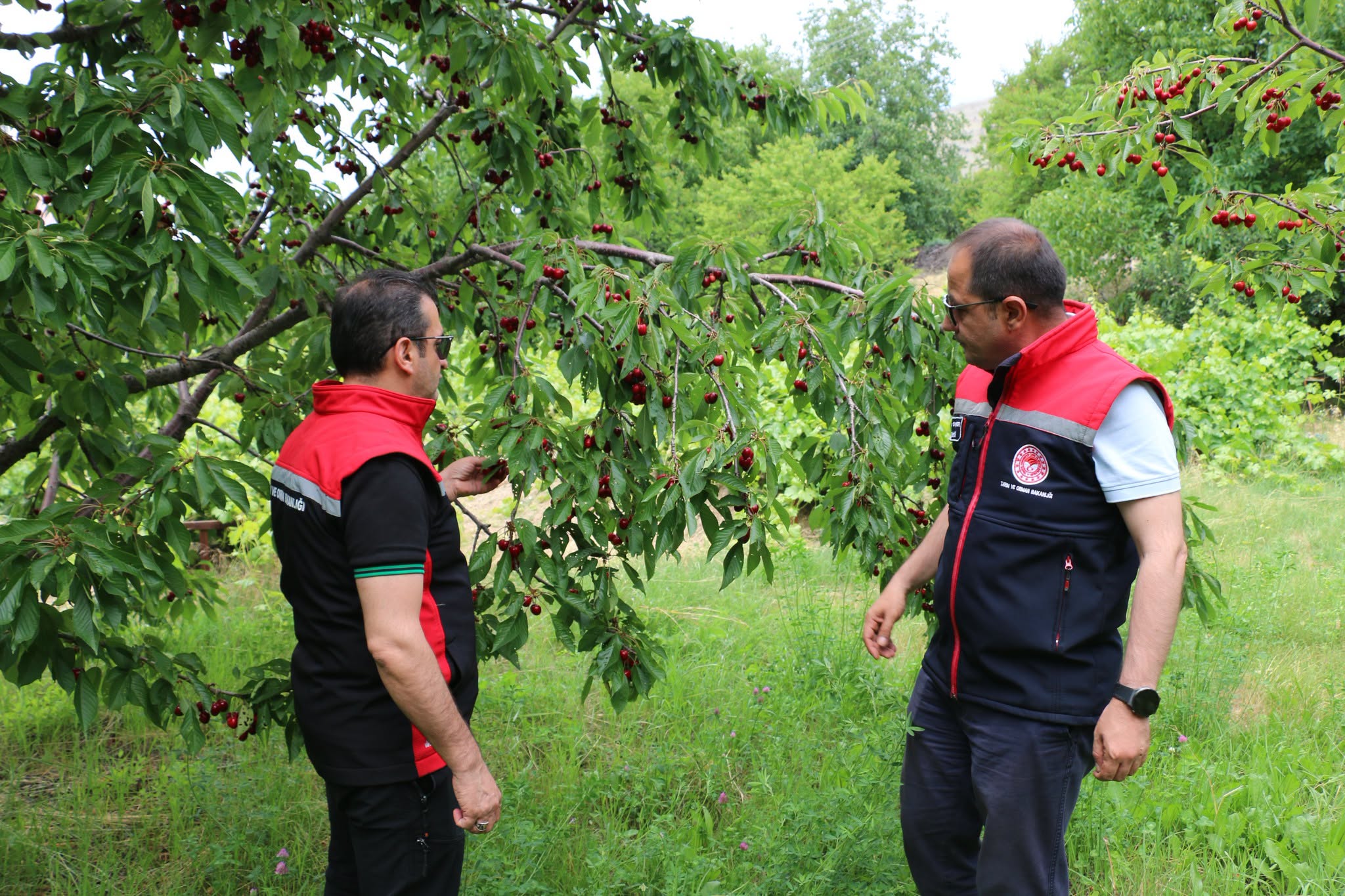 Kiraz hasadı üreticinin yüzünü güldürüyor