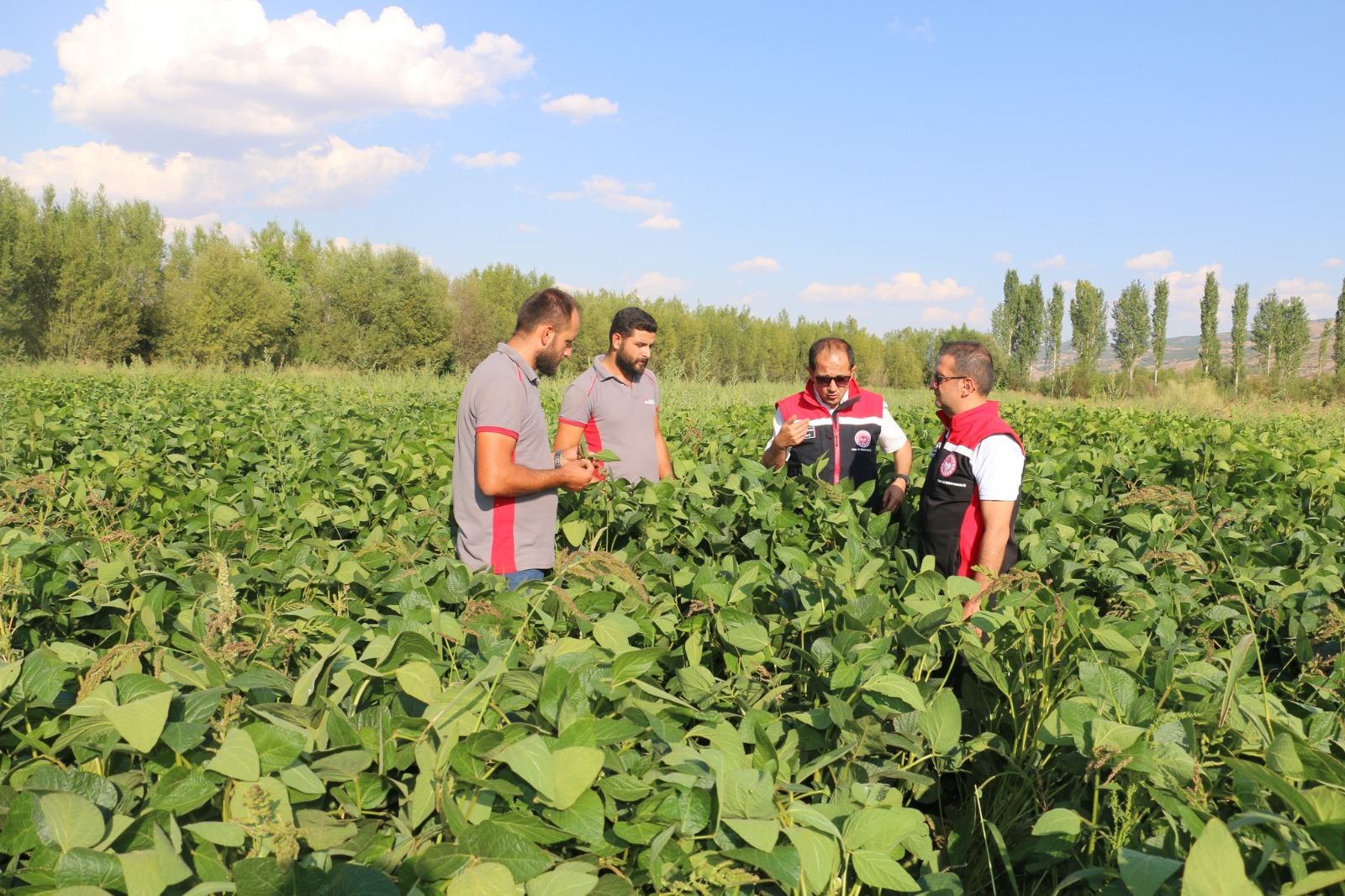 Soya fasulyesi yetiştirmeye başlandı