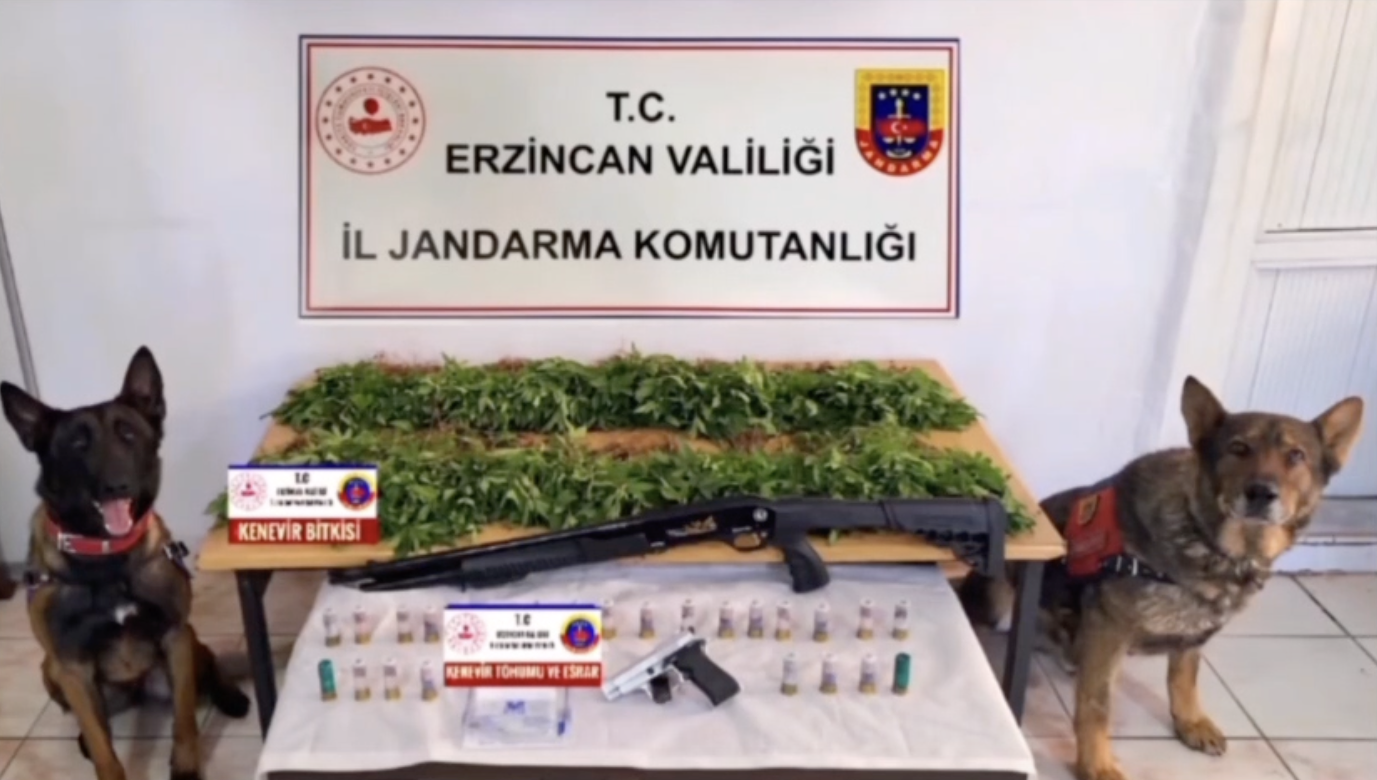 Erzincan’da 2 bin 636 kök kenevir ele geçirildi