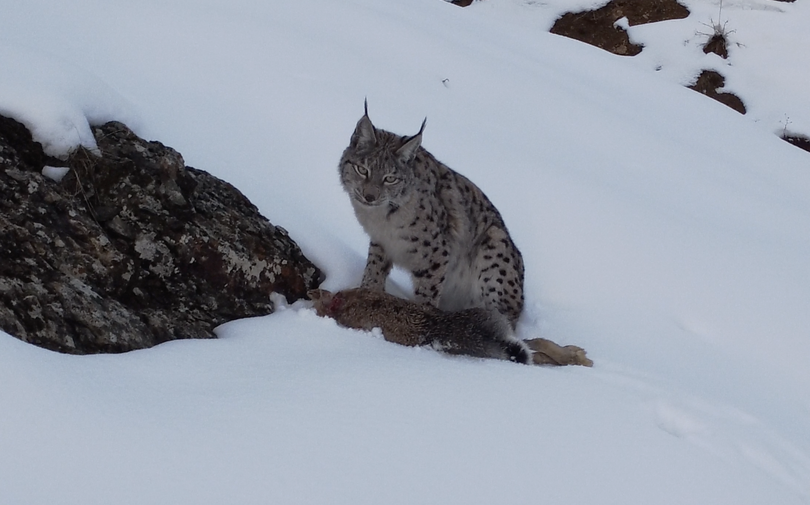 Ormanın hayaleti avının başında görüntülendi