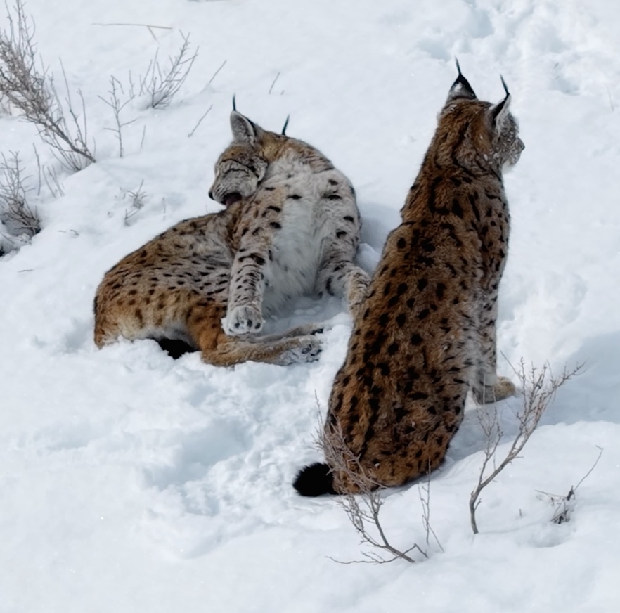 Karlı arazide oynarken görüntülendi