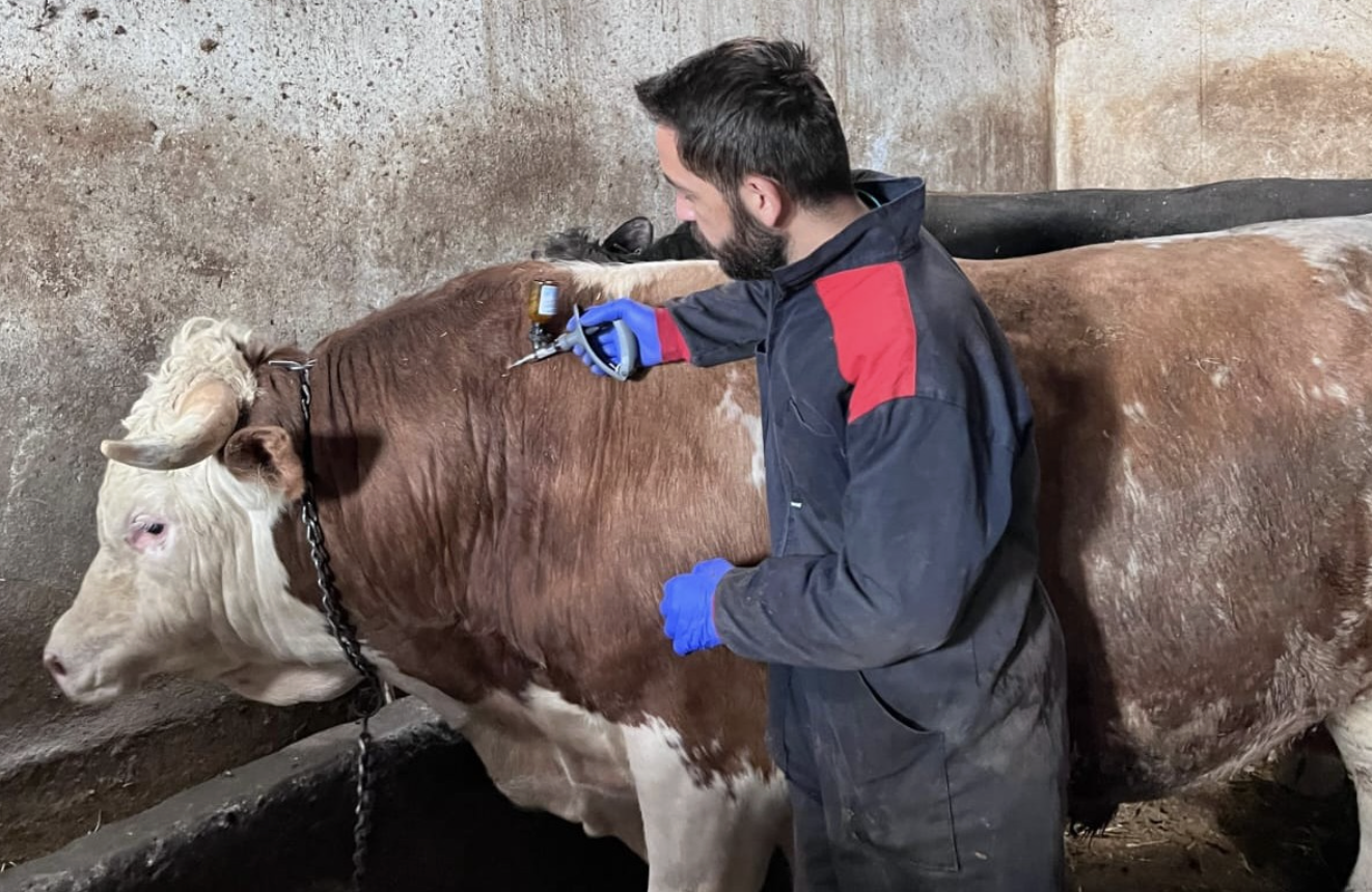 Hayvan sağlığı için çalışmalar aralıksız sürüyor