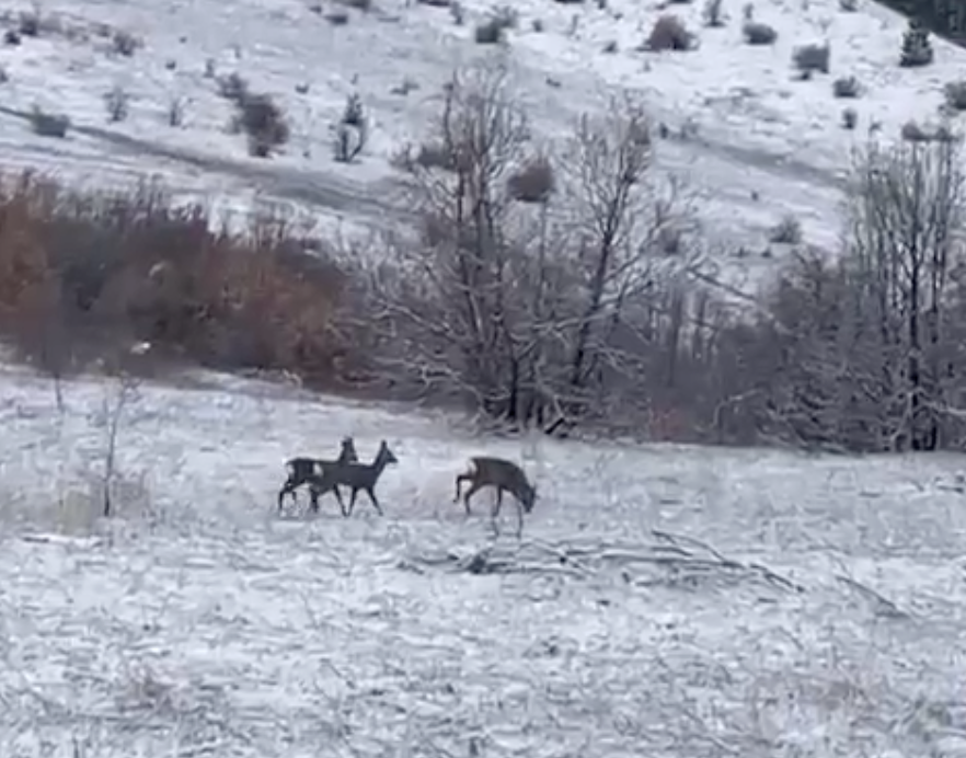 Kızıl geyikler Refahiye'de görüntülendi
