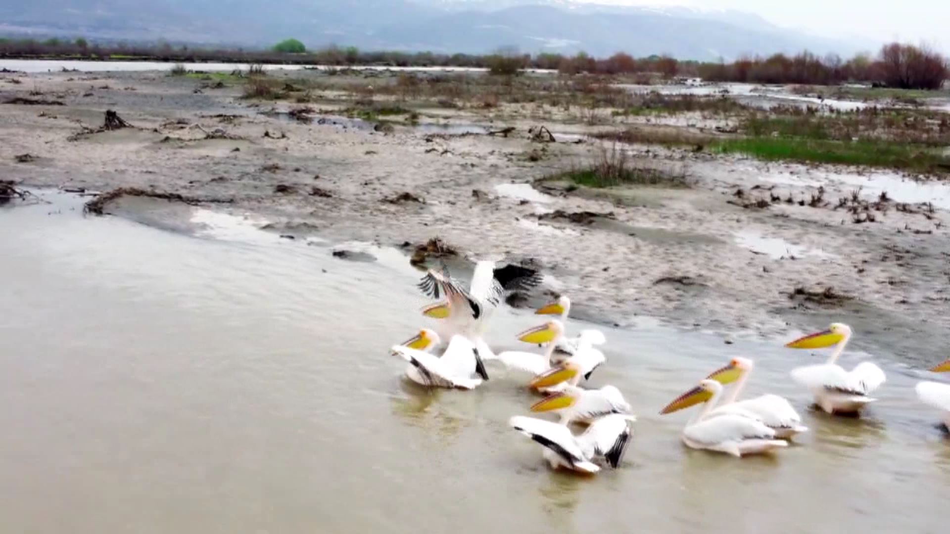Erzincan’da mola veren pelikanlar drone ile görüntülendi