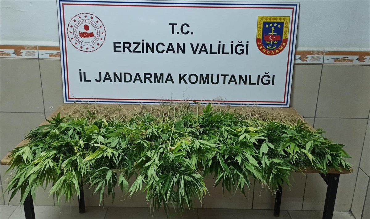 302 kök kenevir bitkisi ele geçirildi