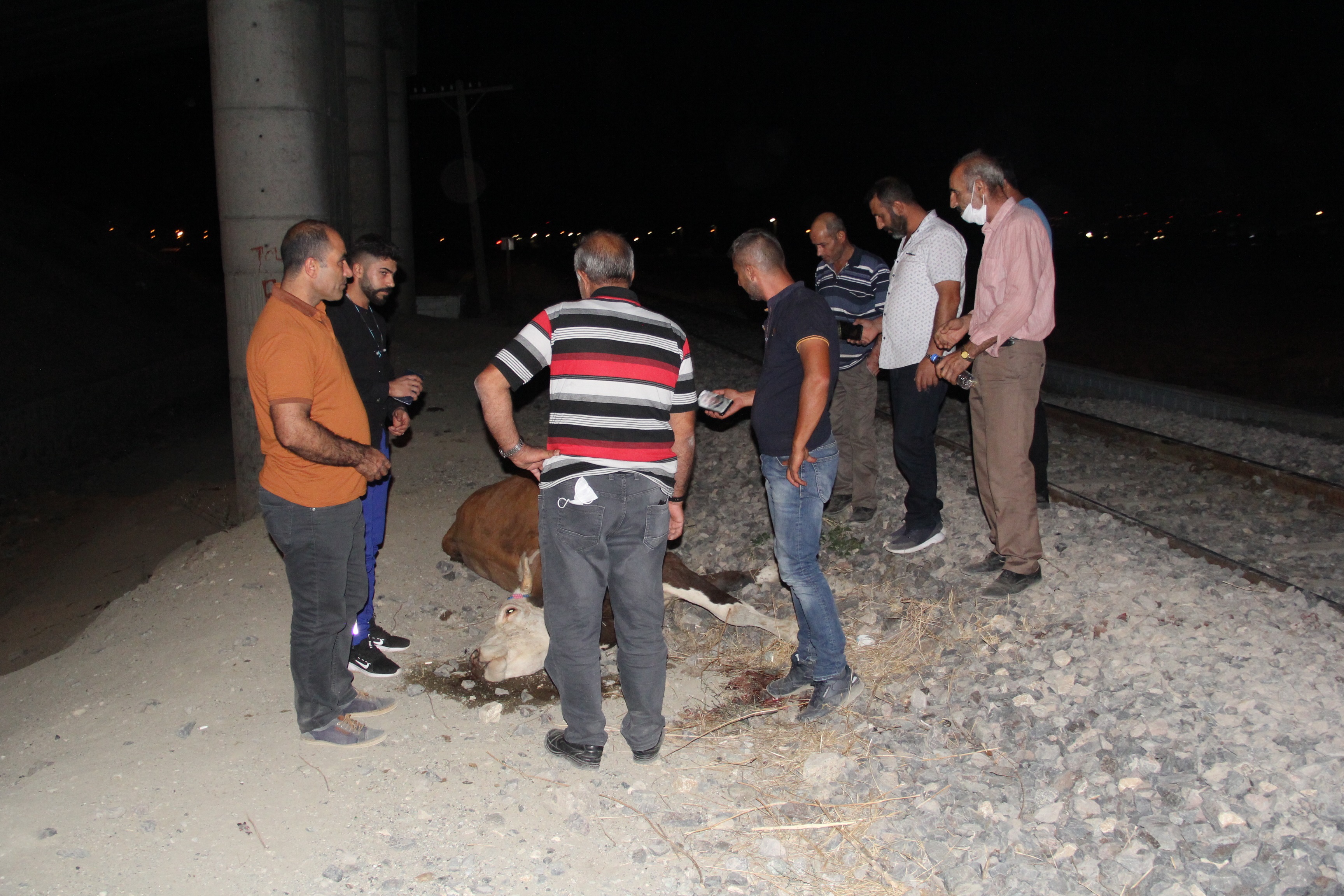 Tren İnek Sürüsüne Çarptı