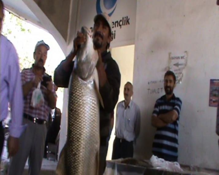İki Hafta Arayla Dev Turna Yakaladı