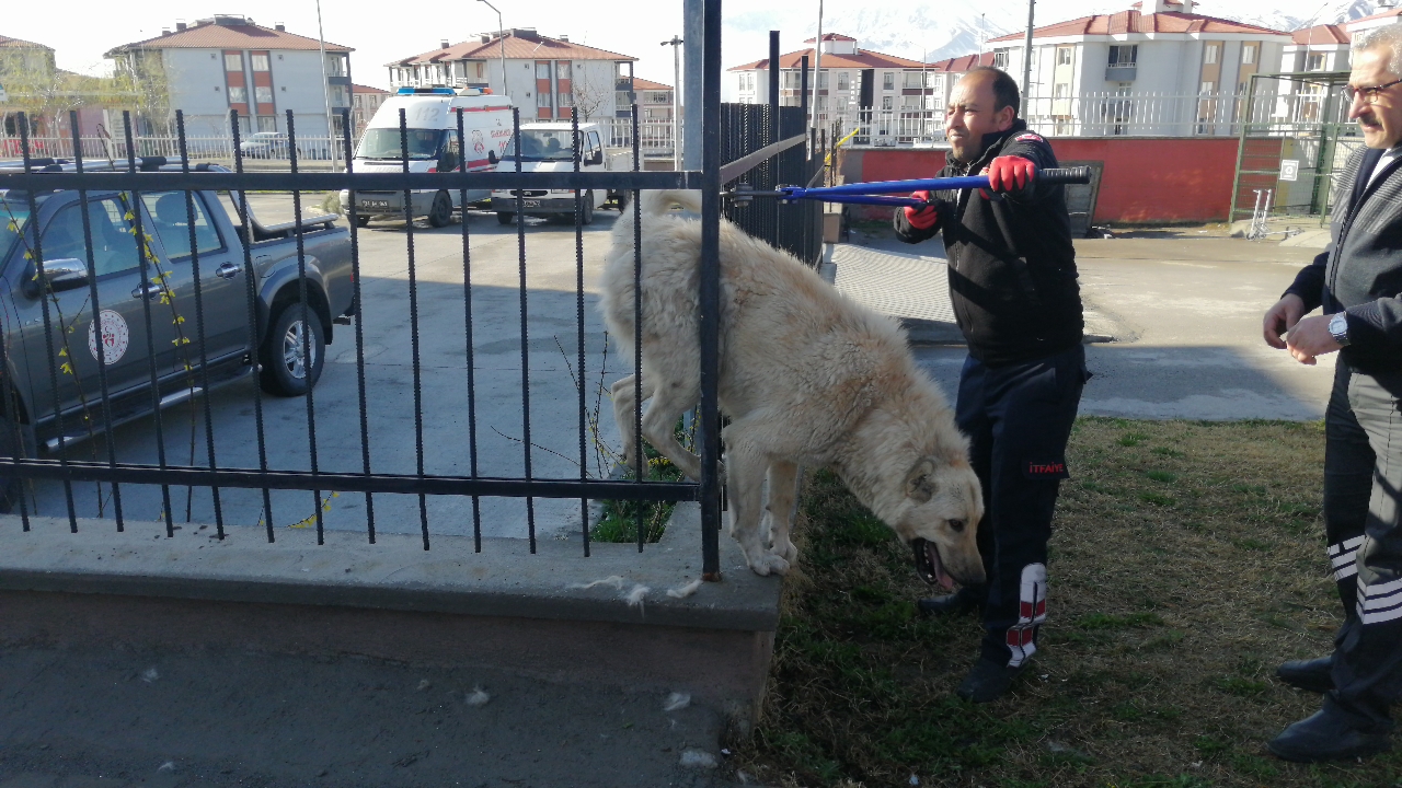 Parmaklıklara sıkışan sahipsiz köpeği itfaiye ekipleri kurtardı