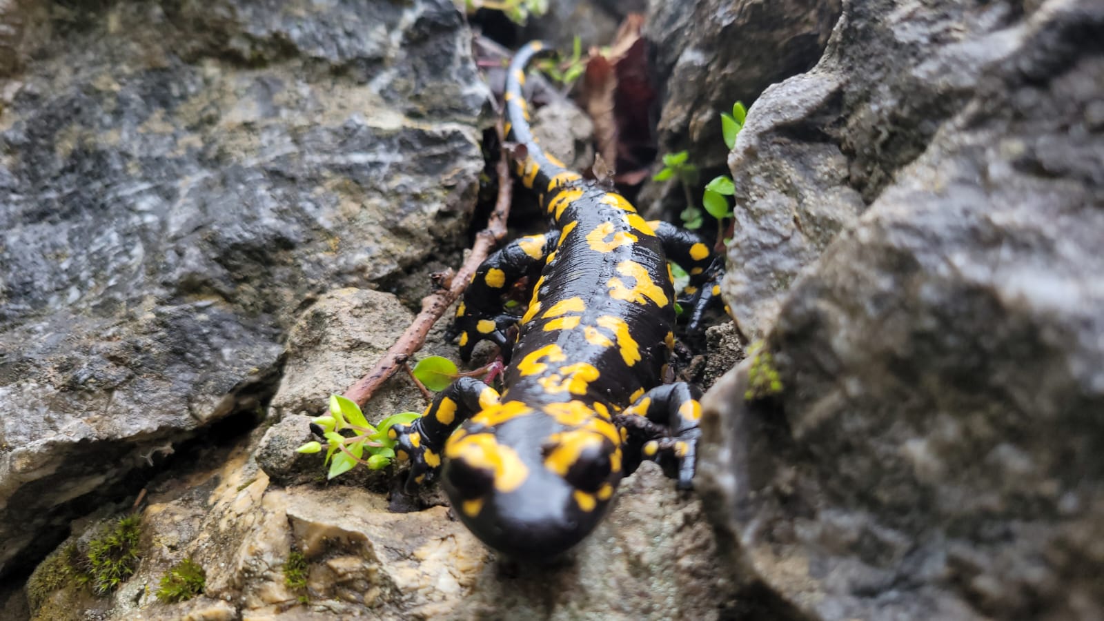 Türk semenderi olarak bilinen sarı benekli semender görüldü