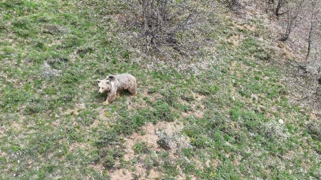 Dron İle Arkadaşını Ayının Pençesinden Kurtardı