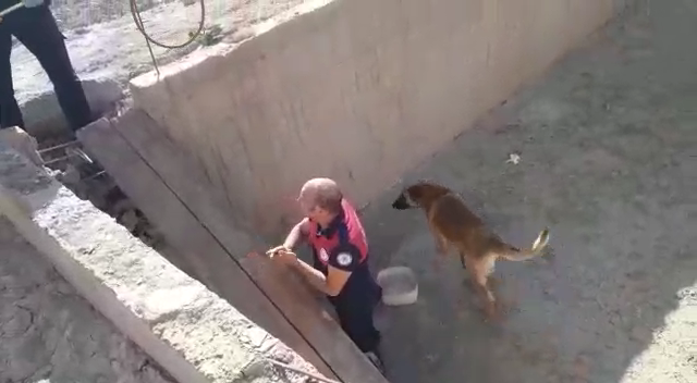 Havuz'da mahsur kalan köpeği itfaiye kurtardı