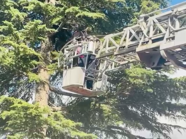 Topu almak için ağaca çıkınca aşağı inemedi