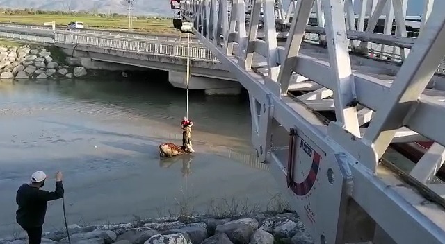 Su Kanalına Düşen İnek Kurtarıldı
