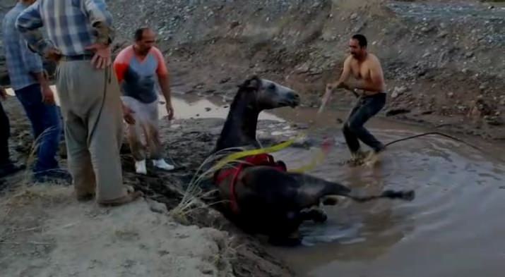 Sulama Kanalına Düşen Atı İtfaiye Ekipleri Kurtardı