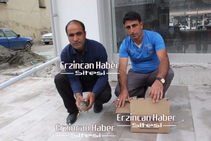 Atmaca, Kargalardan Canını Zor kurtardı