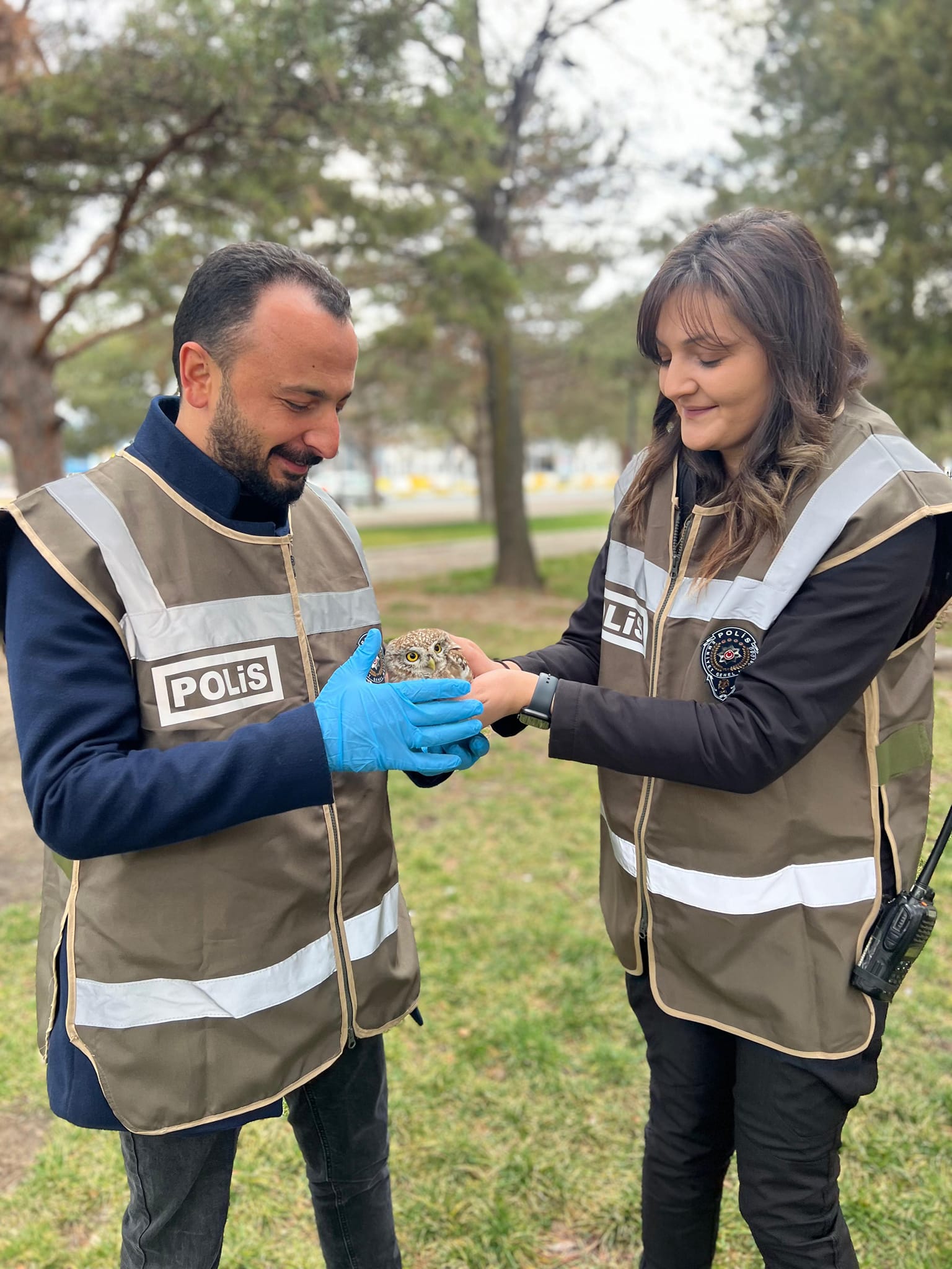 Yaralı baykuş yavrusu tedavi altına alındı