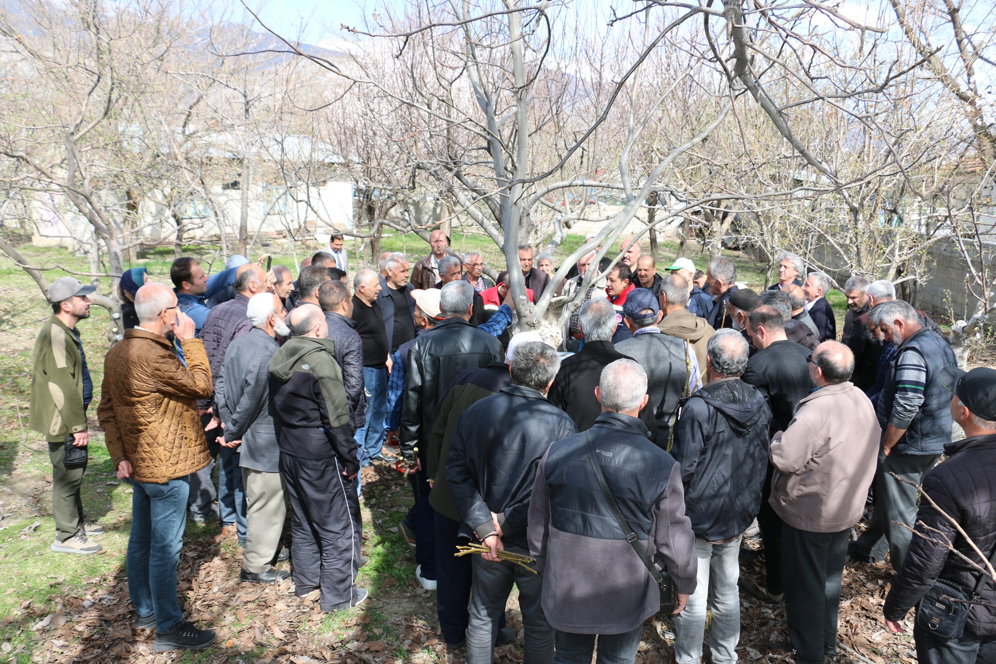 Verimli bahçeler için bilinçli budama şart 