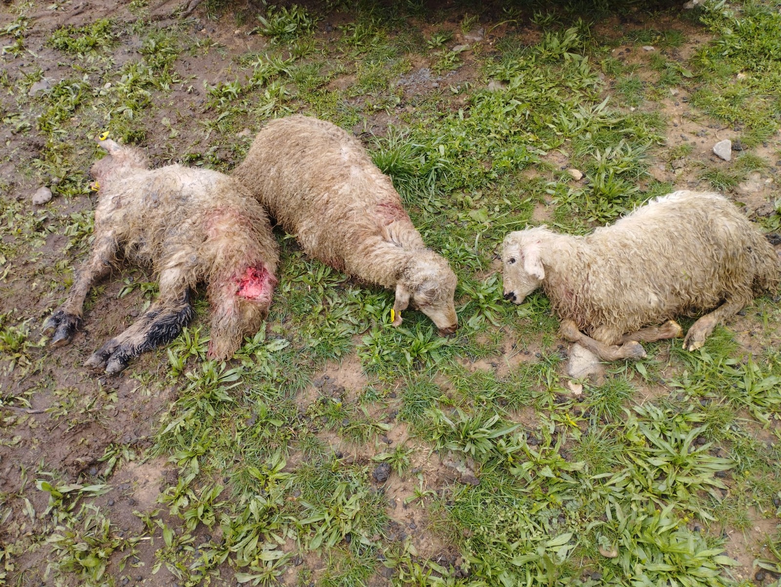Erzincan’da kurtlar kuzuları telef etti