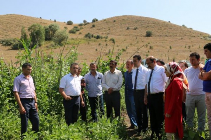 Cino Fasulyesi Demostrasyonu Başarılı Oldu