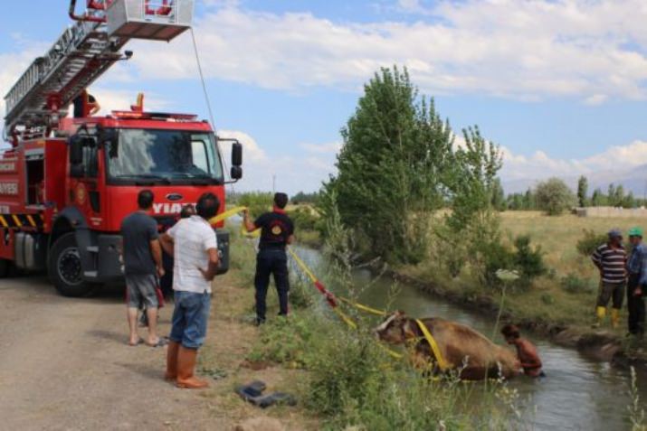 Sulama Kanalına Düşen İneğin Yardımına İtfaiye Ekipleri Yetişti