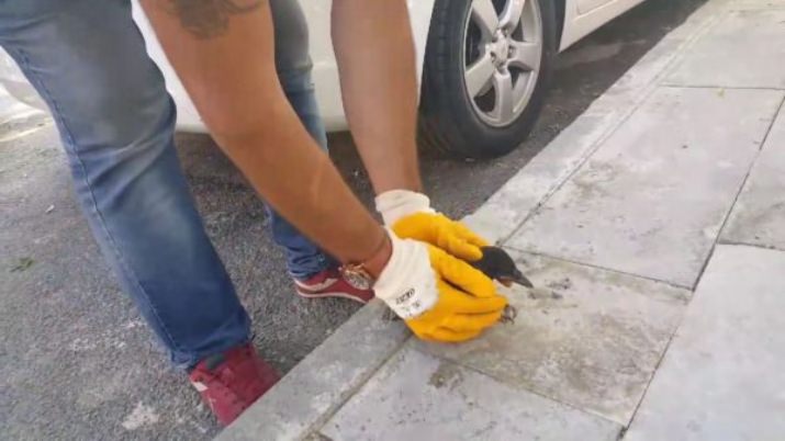 İtfaiyeden Karga Kurtarma Operasyonu - Video Haber