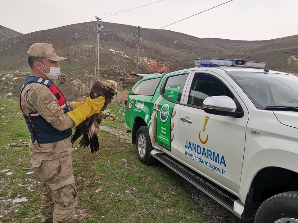 Yaralı Kartal'a Jandarma Şevkati