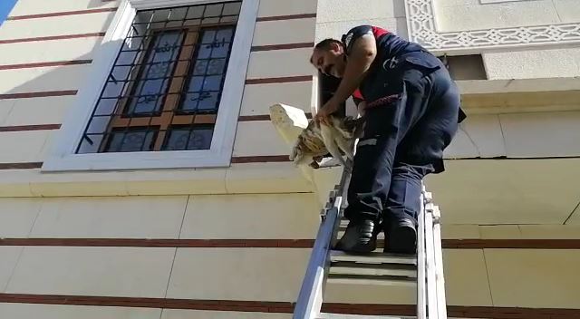 Camii Dış Kaplamasına Sıkıştı İtfaiye Ekipleri Kurtardı