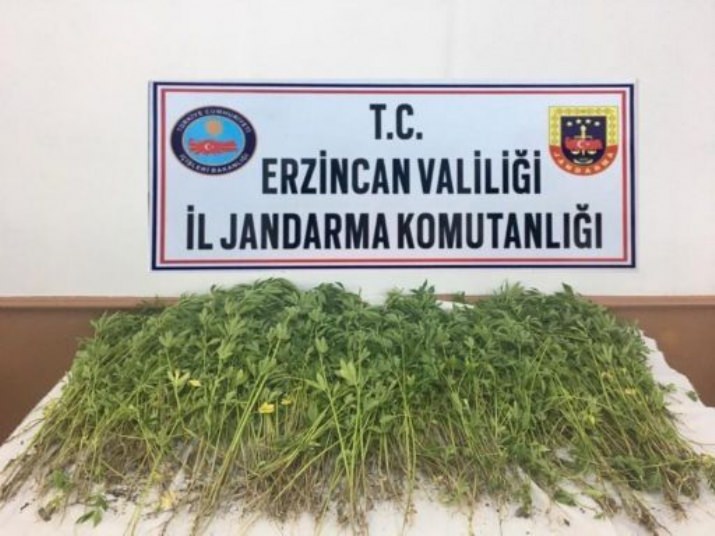 981 Kök Kenevir Bitkisi Ele Geçirildi