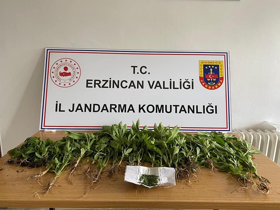 Esrar ve kenevir ele geçirildi