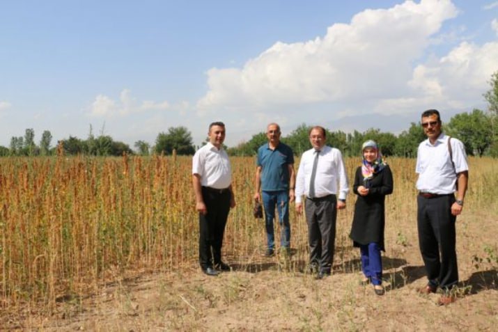 Erzincan’da İlk Kez Kinoa Üretimi