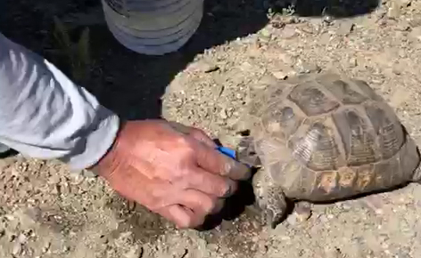 Kaplumbağaya Elleriyle Su İçirdi, Yaşama Döndürdü