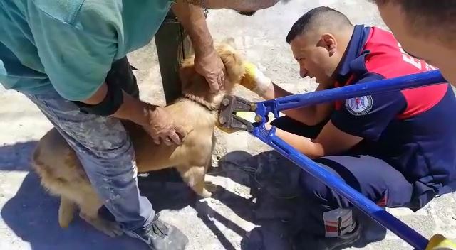 Zincirle direğe bağlanan ve kuyuya düşen köpeklerin yardımına itfaiye ekipleri yetişti