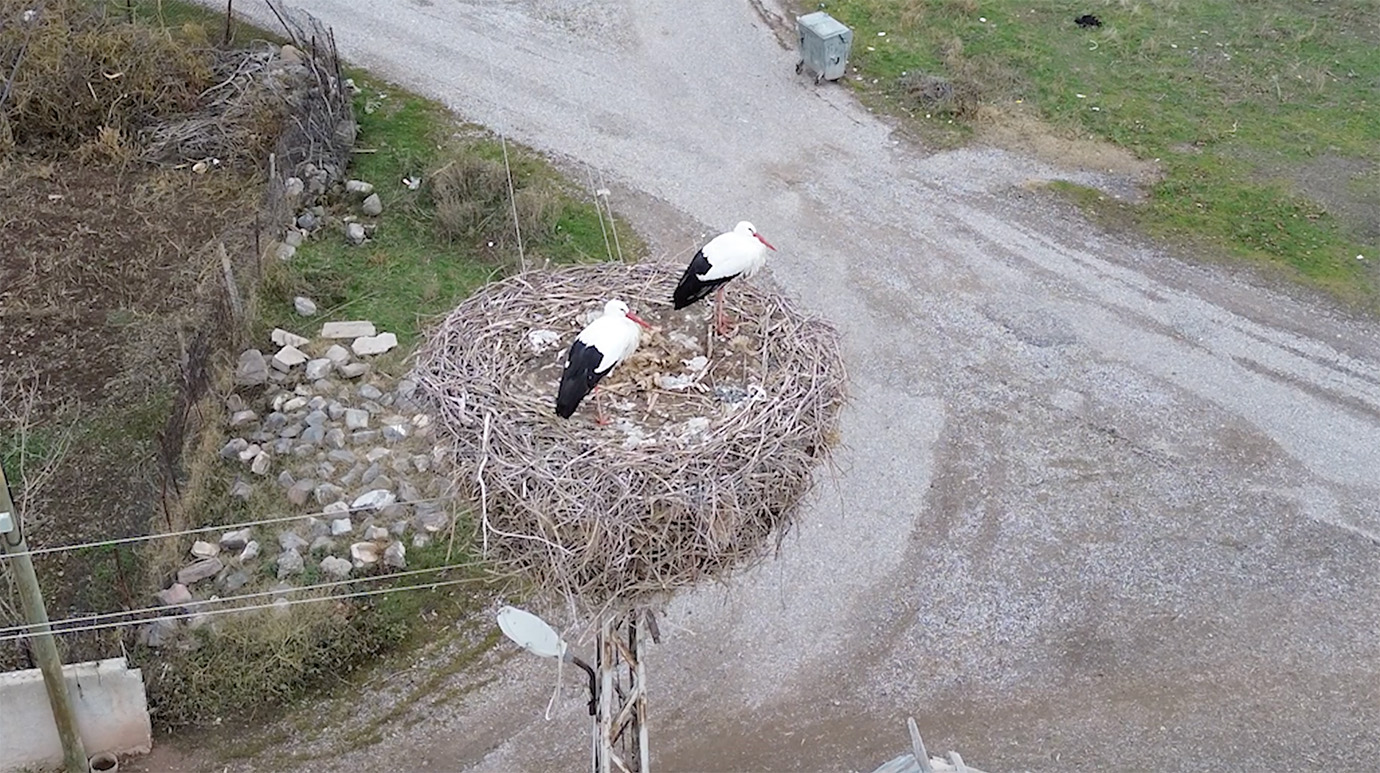 Bu leylekler göç etmiyor