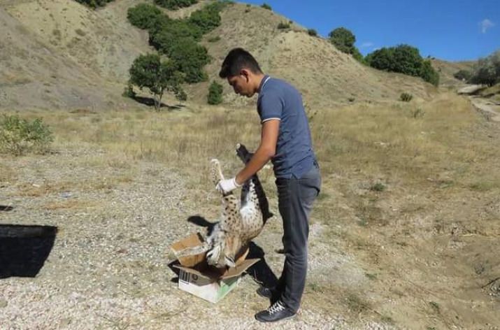 Erzincan’da Nesli Tükenen Vaşak Görüntülendi