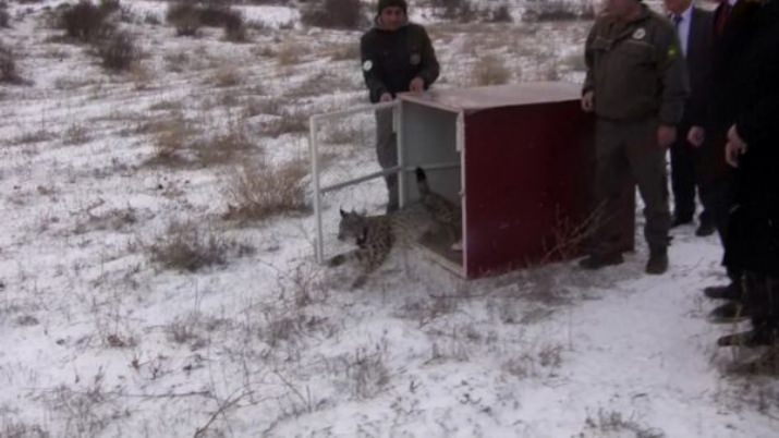 Tedavi Edilen Vaşak Uydudan Takip Edilecek