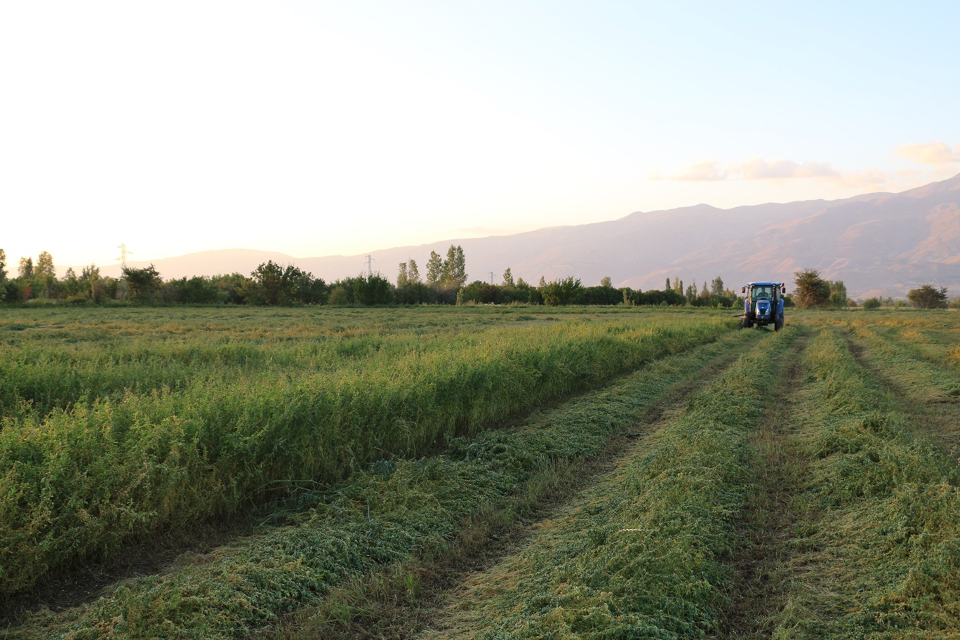 Erzincan’da Yem Bitkilerinde Rekor Artış! Destek 1 Yılda Yüzde 373 Yükseldi